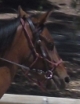 pony riding